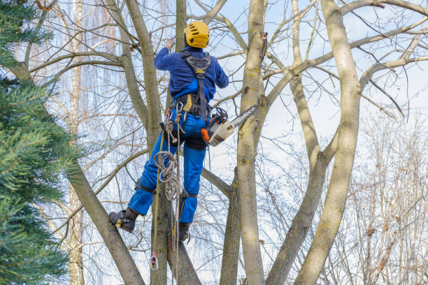 Leaf Removal in Pampa, TX
